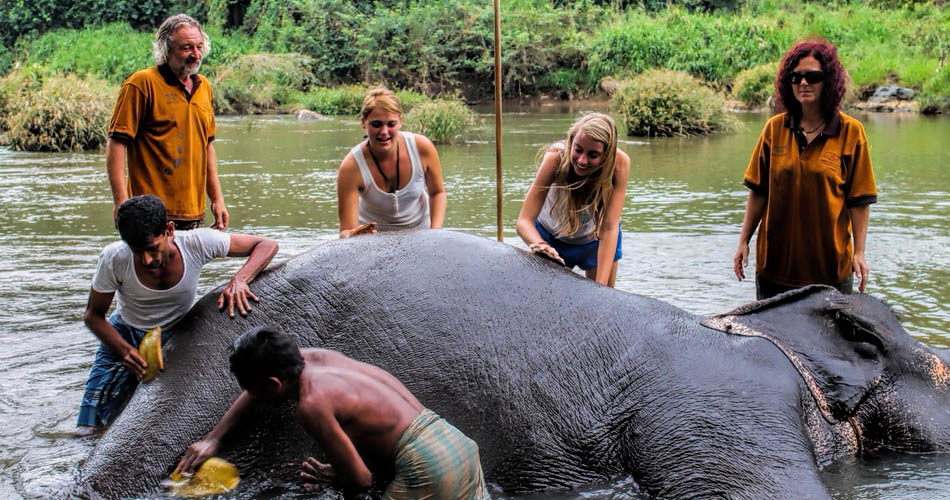 Pinnawala elephant orphanage