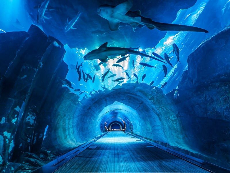  Dubai Aquarium and Underwater Zoo