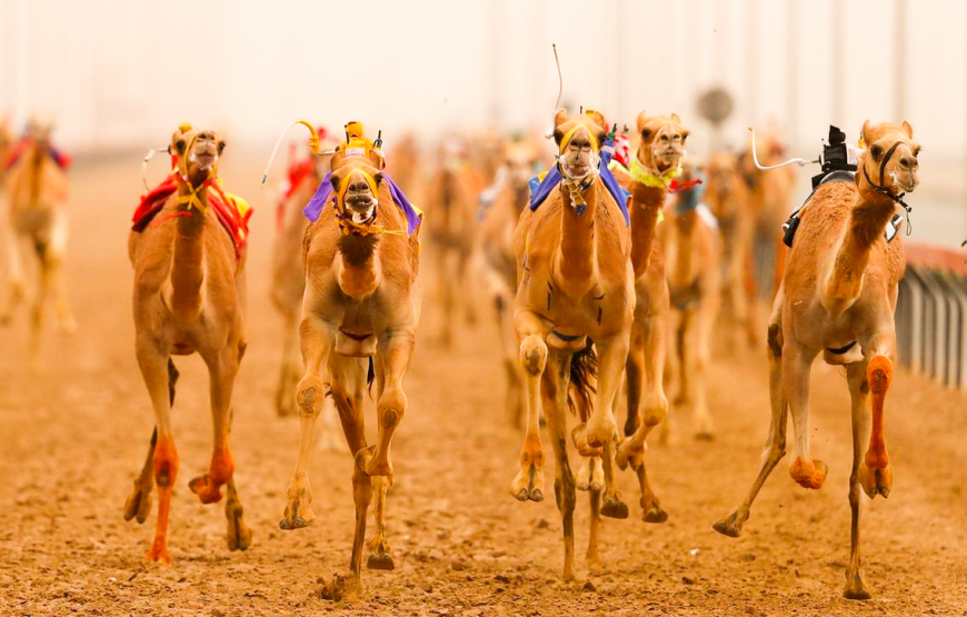 Dubai Royal Camel Racing Club Tickets